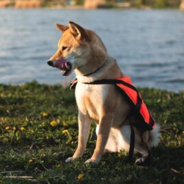 NAVY Kutya mentőmellény Mentőmellény kutyáknak 15-40kg